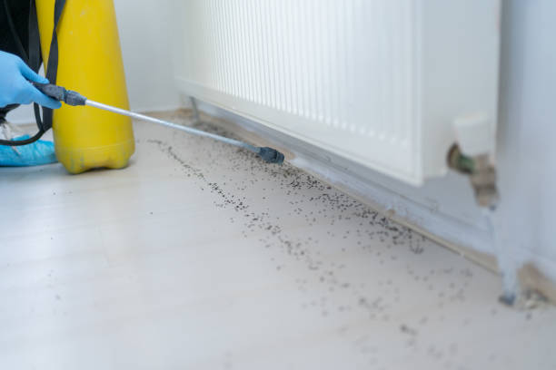 Best Flea Control Services  in Schulenburg, TX
